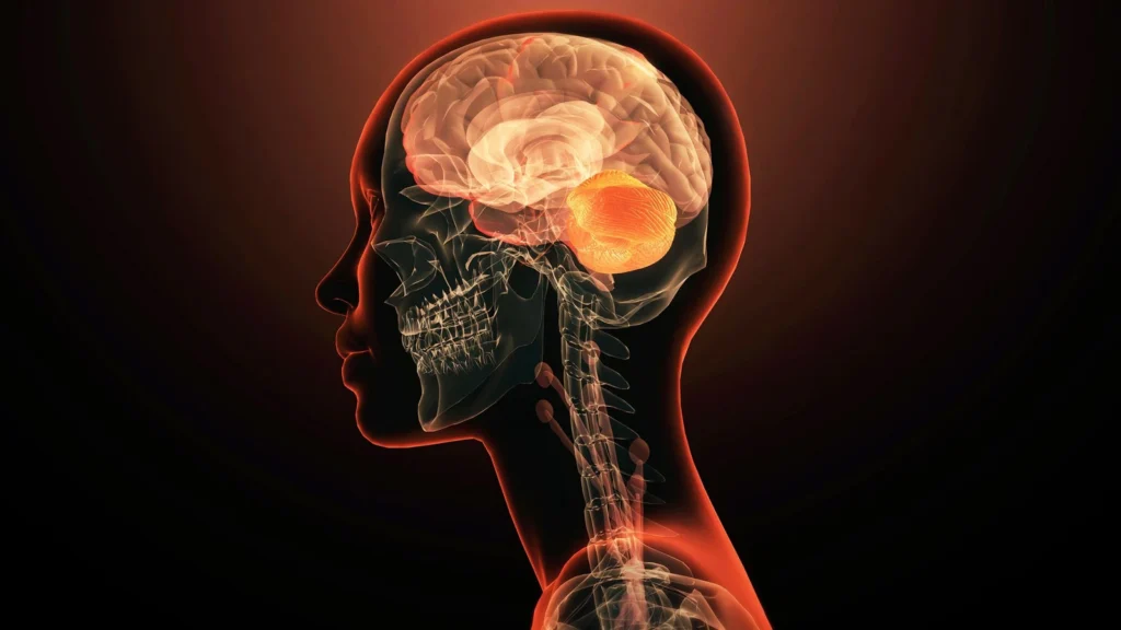 Visuel accompagnant une étude sur les origines cellulaires du cerveau