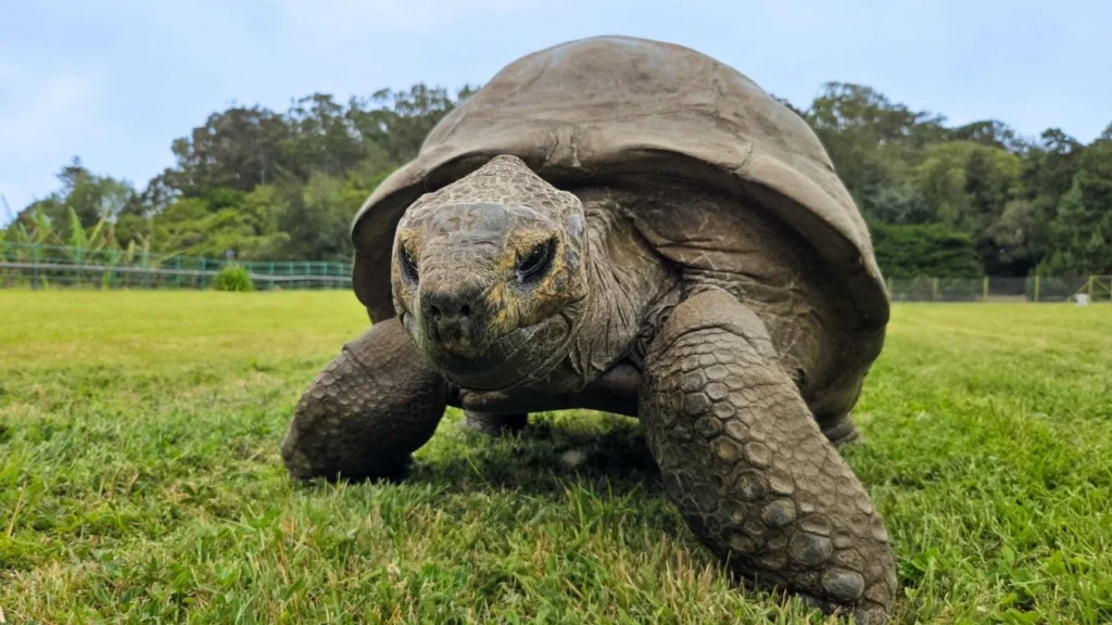 Jonathan, la tortue géante de Sainte-Hélène.
