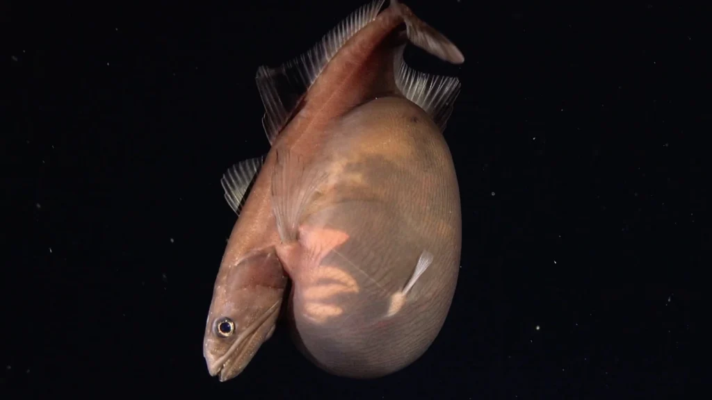 Poisson avaleur noir Chiasmodon niger à l’estomac distendu, observé à 1 259 mètres au large de Trinité-et-Tobago.